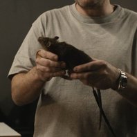 Multiverso Potter tweet media