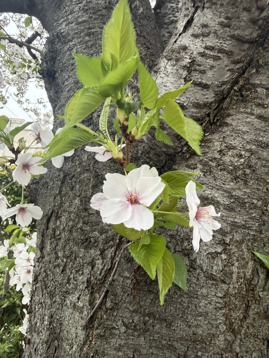 ヨシモトシンヤ tweet media