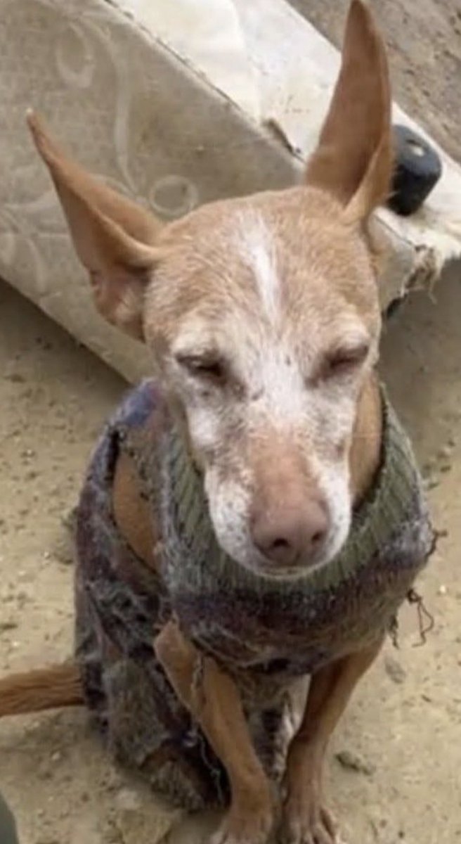 Ana Di Zacco tweet media