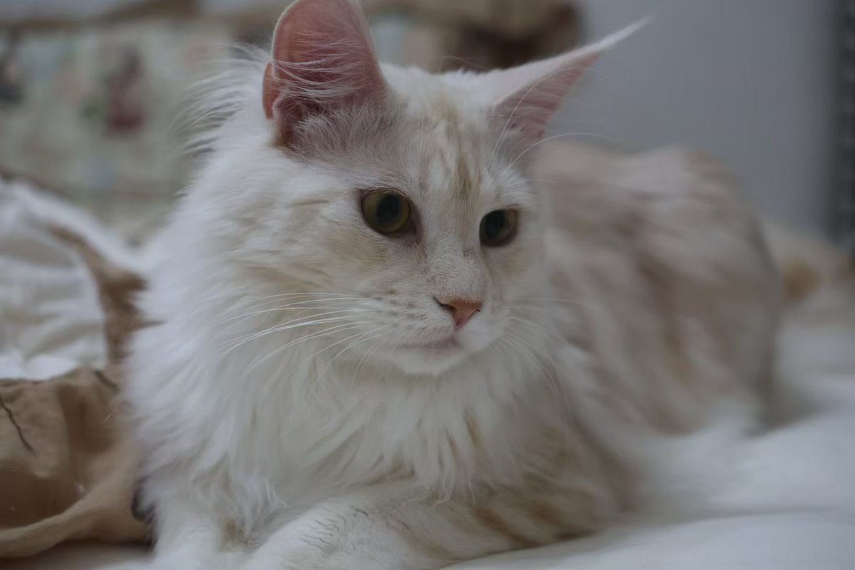 うちの子成長したけどまた可愛い