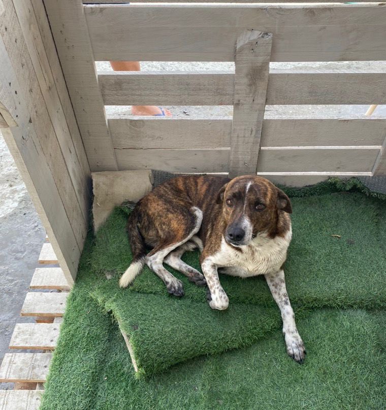 #PERDIDO #PLAYAS
Nombre: #Rupert
Fecha: 2026-04-03
Sector: Norte, barrio la planta A lado de la Planta Antigua
Sexo: Macho
Raza: Mestizo
Observación: Punta de la colita blanca, bigote blanco y negro
Contacto: 0991173581
¡Ayúdalo a volver con su familia!
 #AlertaMePerdí