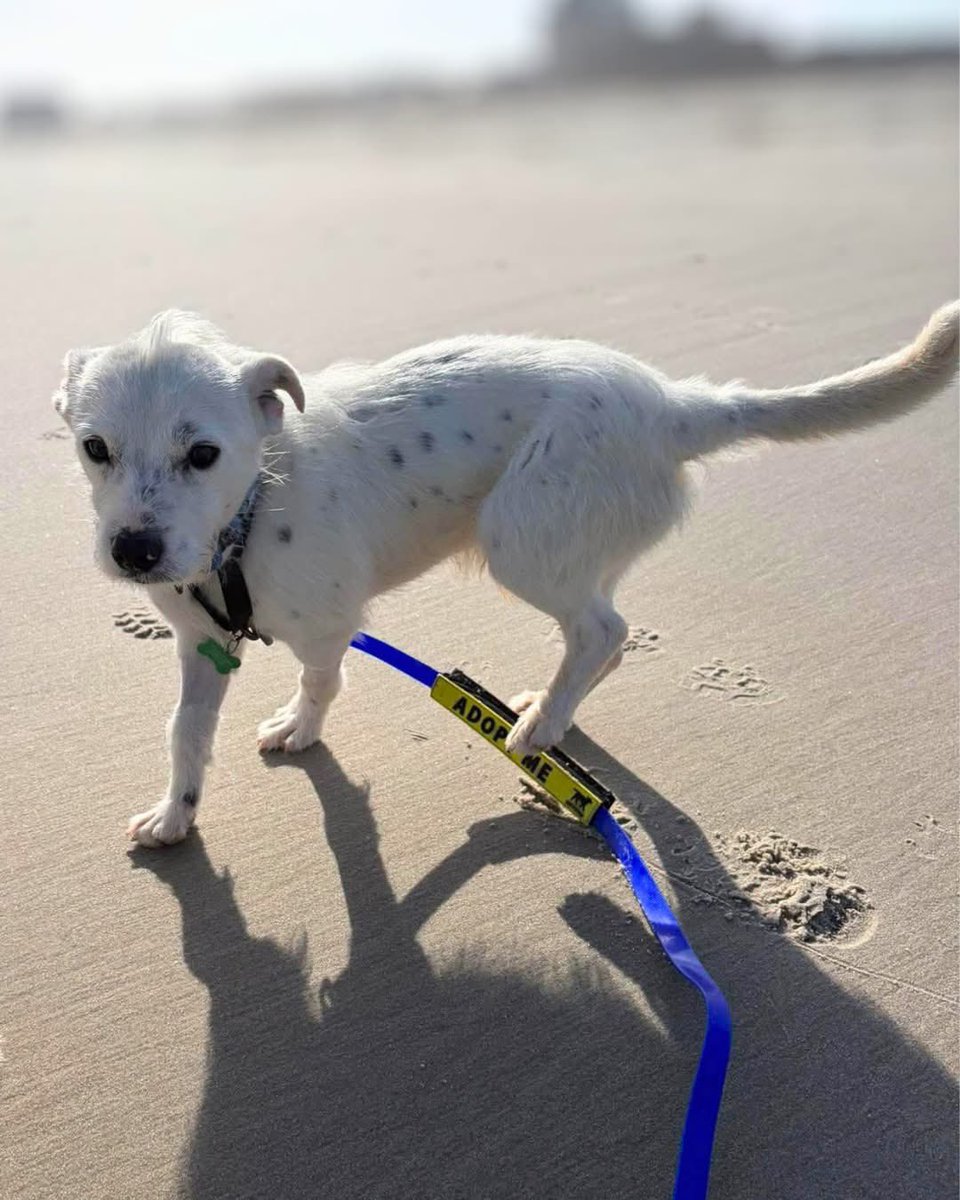 Hounds in Pounds tweet media