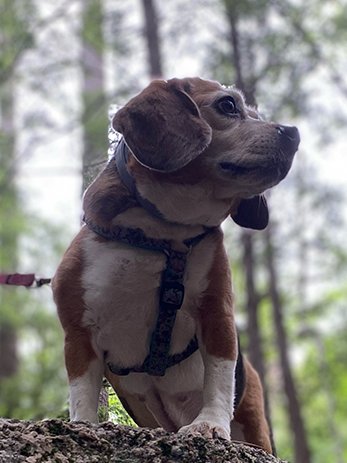 B.O.N.E.S. Beagles tweet media