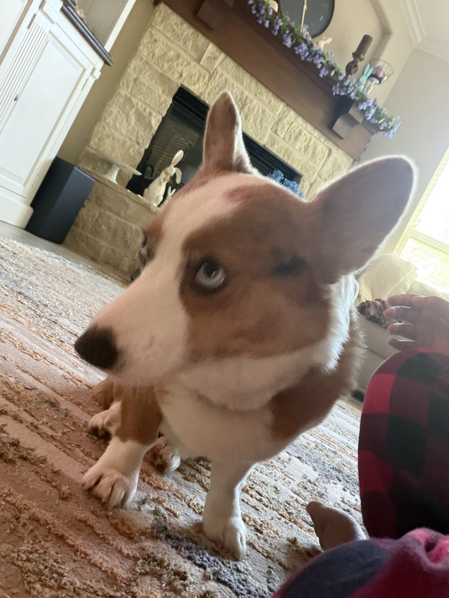 NezuAkiraVT's tweet photo. The sweet girl my family got yesterday 🥺 https://t.co/HR9GWtNsZK