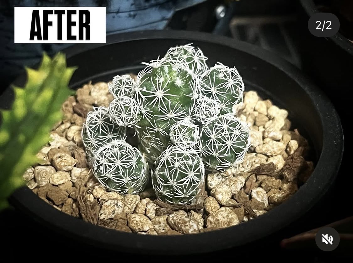 九州の植物ショップを巡るひなぎく tweet media