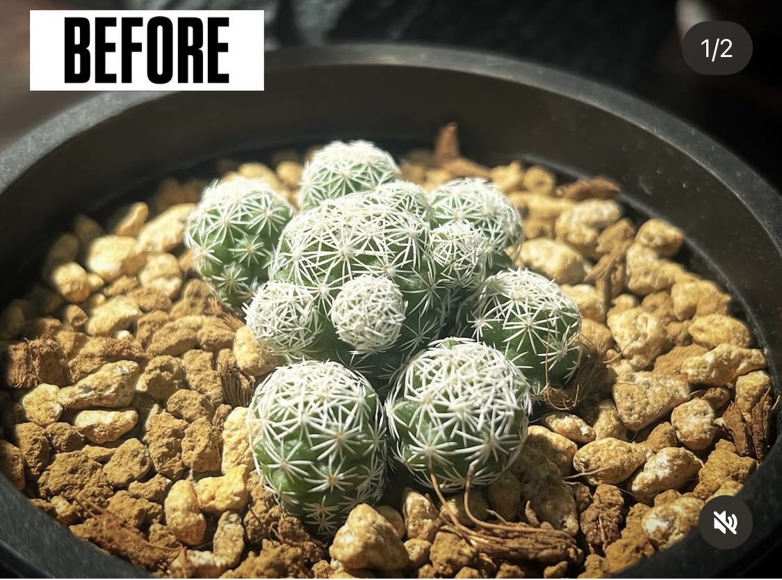 九州の植物ショップを巡るひなぎく tweet media