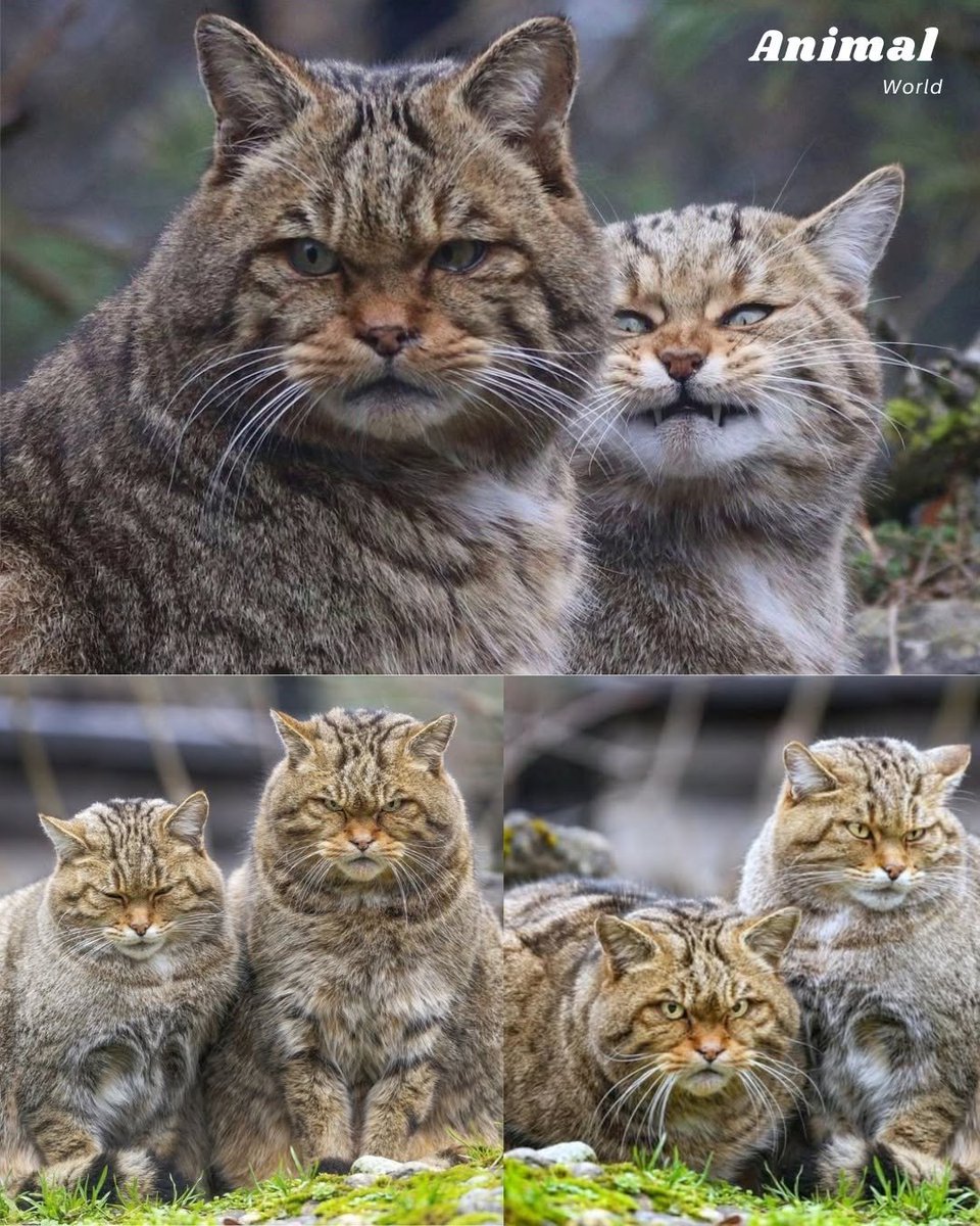 We don't deserve cats 😺 tweet media