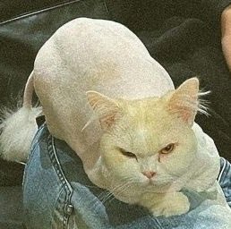 𝐈𝐞 ྀི tweet media