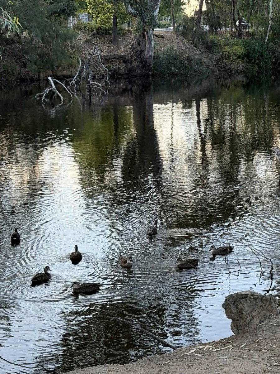 Good morning. A morning stroll along the lagoon is so pleasant; hope you have a wonderful day! 😍