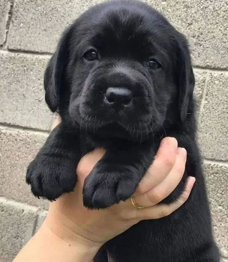 theDogLovers tweet media