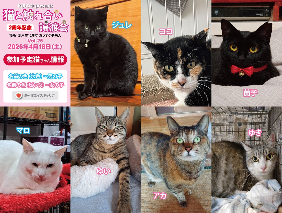 🐈『#猫と触れ合い譲渡会 Vol.25』🐈 4月18日（土）12〜15時、#茨城県