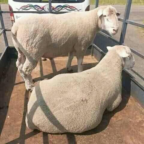 Lassy 🗑 Laden tweet media