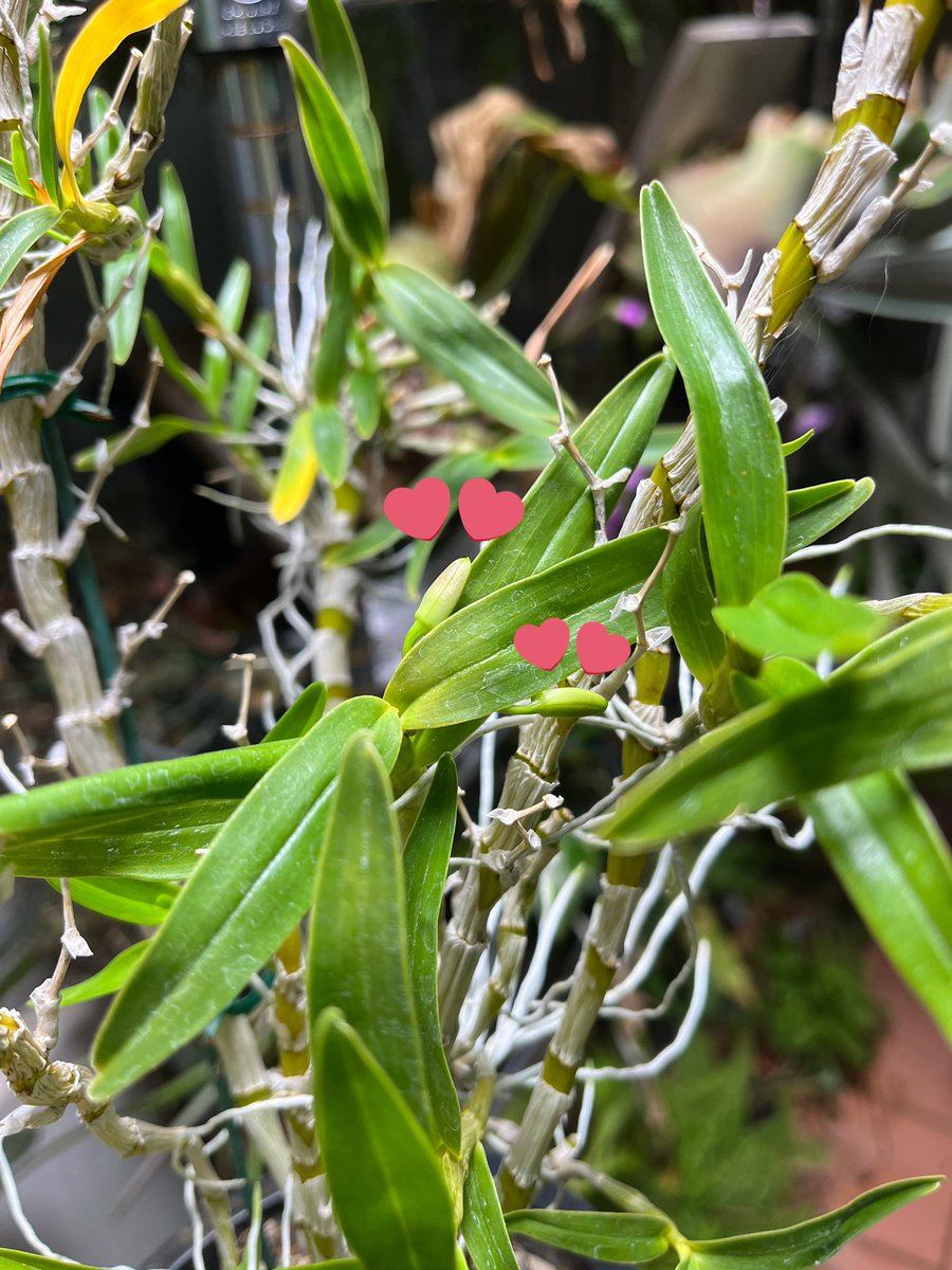 고사리집사 tweet media