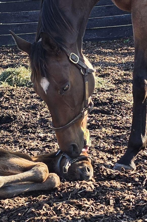 SalemGhadayer's tweet photo. At 4th of april our princess #mimi_kakushi gave her first foal 🎉 a beutiful filly by #Maxfield https://t.co/USzLFejfF6