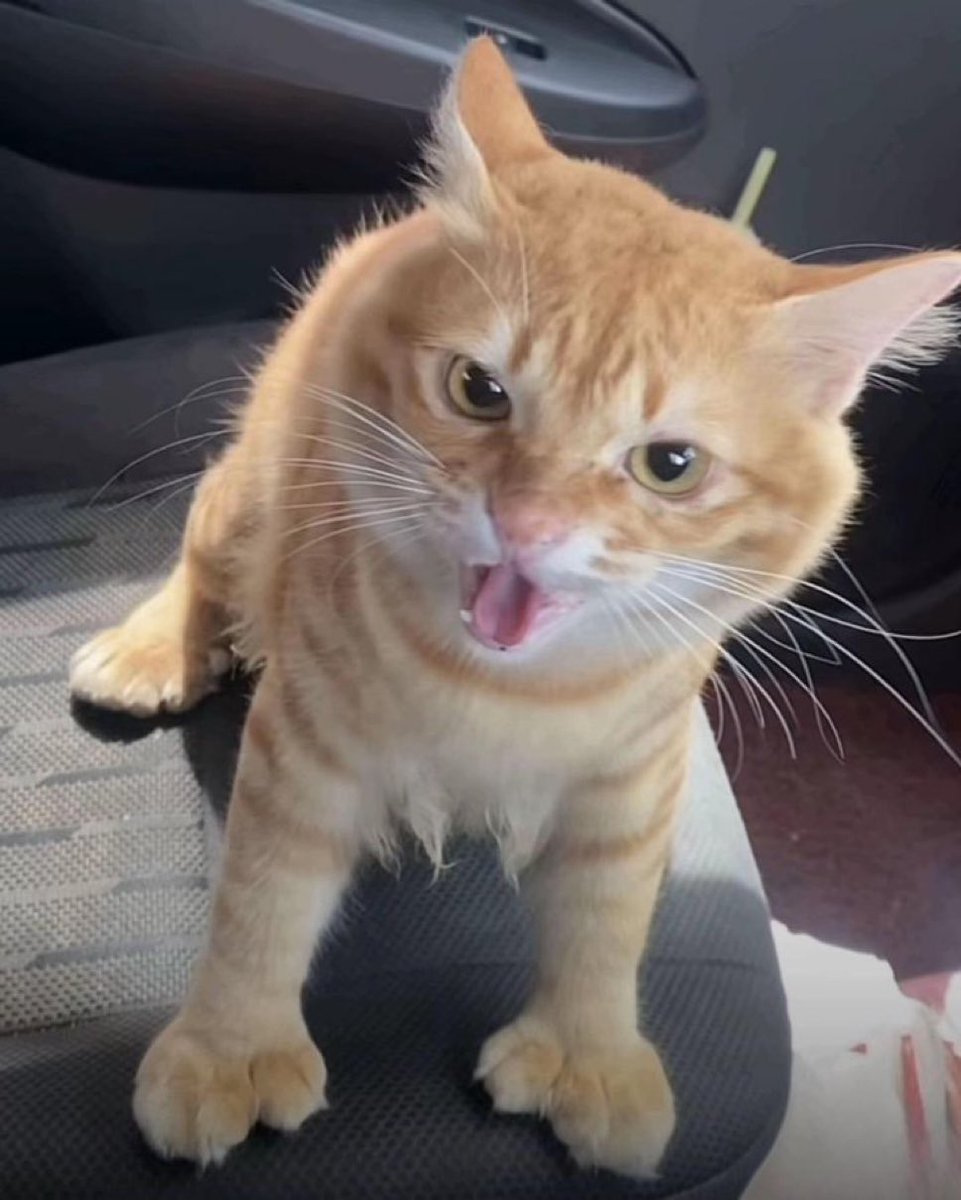 cats with powerful aura tweet media