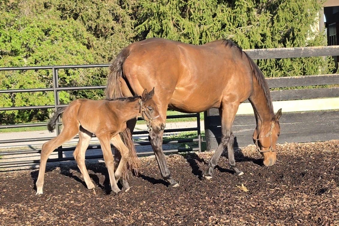 SalemGhadayer's tweet photo. At 4th of april our princess #mimi_kakushi gave her first foal 🎉 a beutiful filly by #Maxfield https://t.co/USzLFejfF6