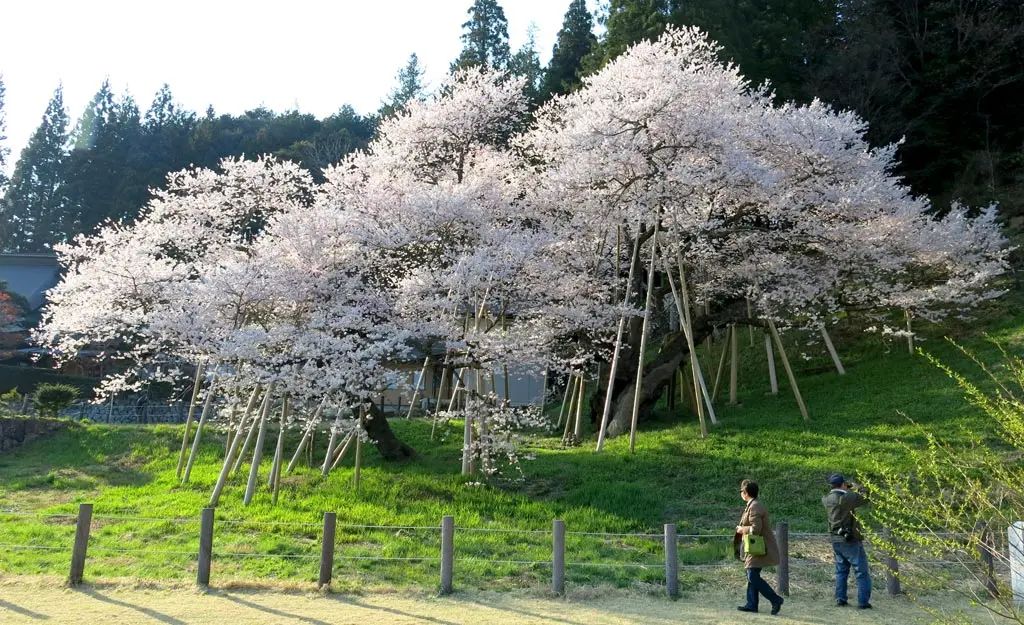 dyreschlock's tweet photo. More photos of Cherry Blossom trees from around Takayama. These are from years ago, but they should begin blooming this year in the next week.

More photos and post:
https://t.co/Klw5oD6gGU 

#Photo #Photography #Japan #Travel #Sakura https://t.co/TkHM2fiWan