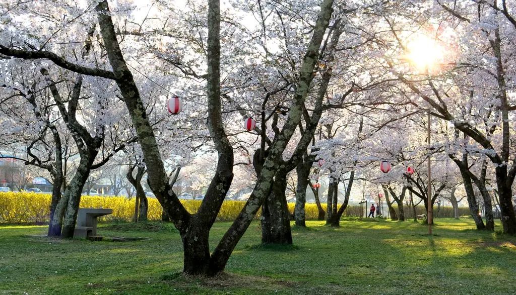 dyreschlock's tweet photo. More photos of Cherry Blossom trees from around Takayama. These are from years ago, but they should begin blooming this year in the next week.

More photos and post:
https://t.co/Klw5oD6gGU 

#Photo #Photography #Japan #Travel #Sakura https://t.co/TkHM2fiWan