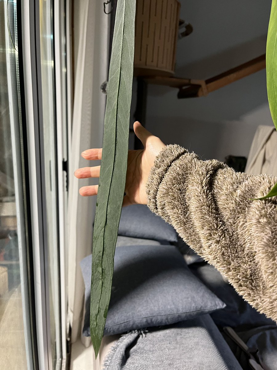 고사리집사 tweet media