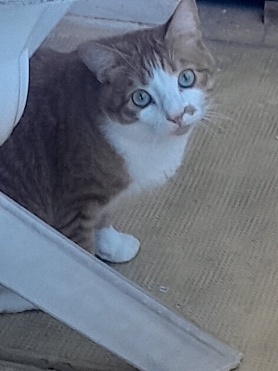 hakim zin tweet media