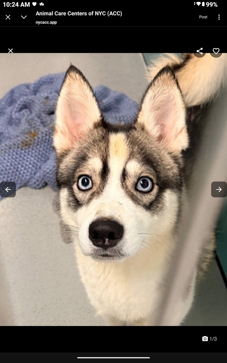 Char Bolen tweet media