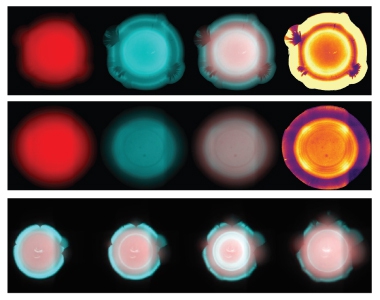 ScienceStowers's tweet image. This week's #MicroscopyMonday shows regulated cell death in colonies of Vibrio cholerae strains. Bottom panel shows a time lapse of the cell death program. Dead cells are in cyan and live cells in red. 🔬(@MashruwalaAmeya Lab) #discovery #science