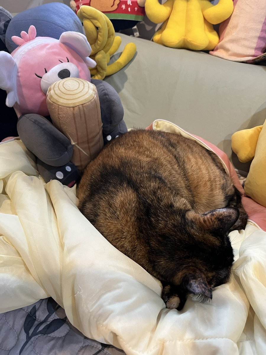 今天洗了所有被單還大掃除後睡了一天的小貓累壞了