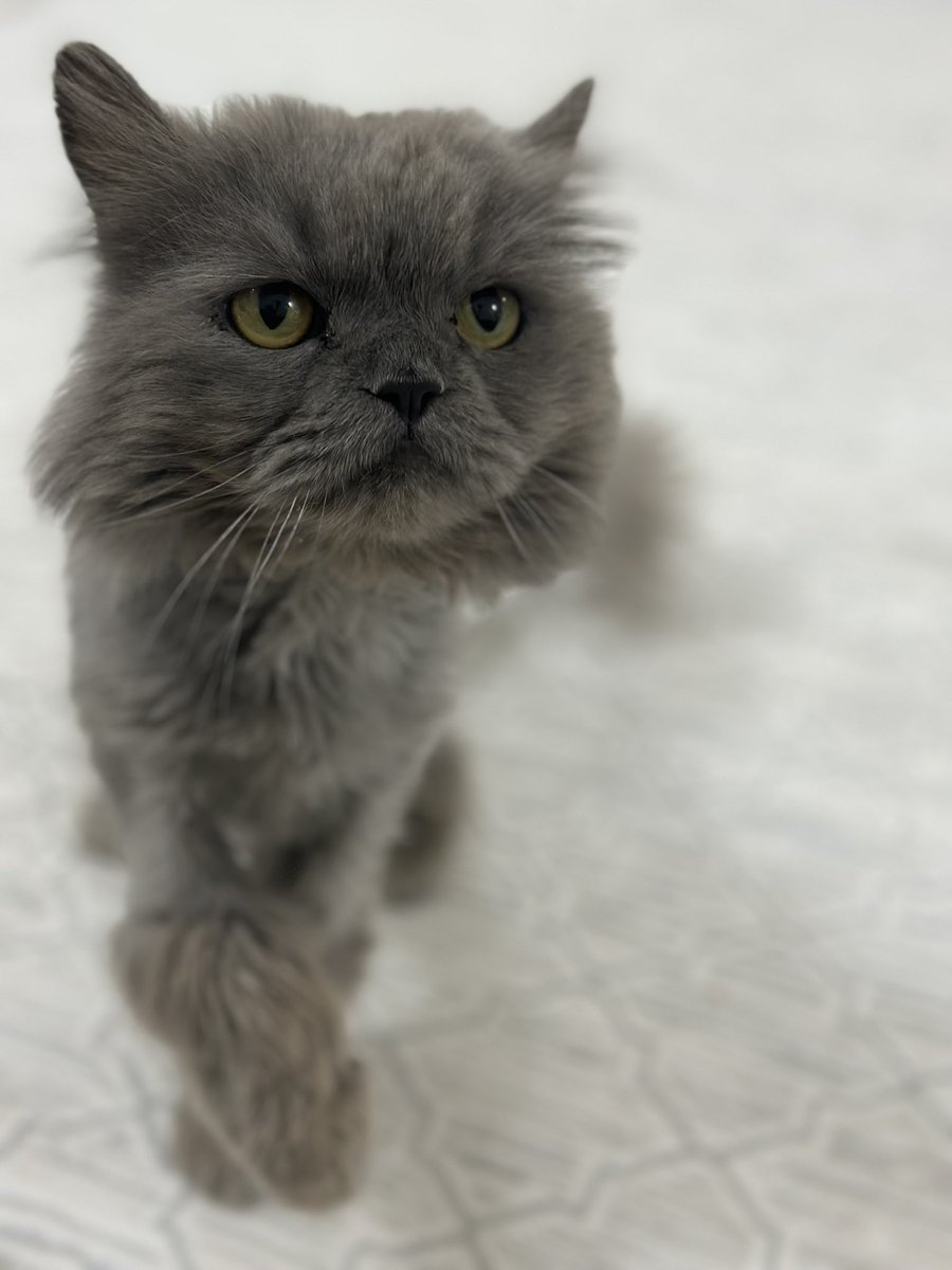 💙🤍ســمـــا🤍💙 tweet media