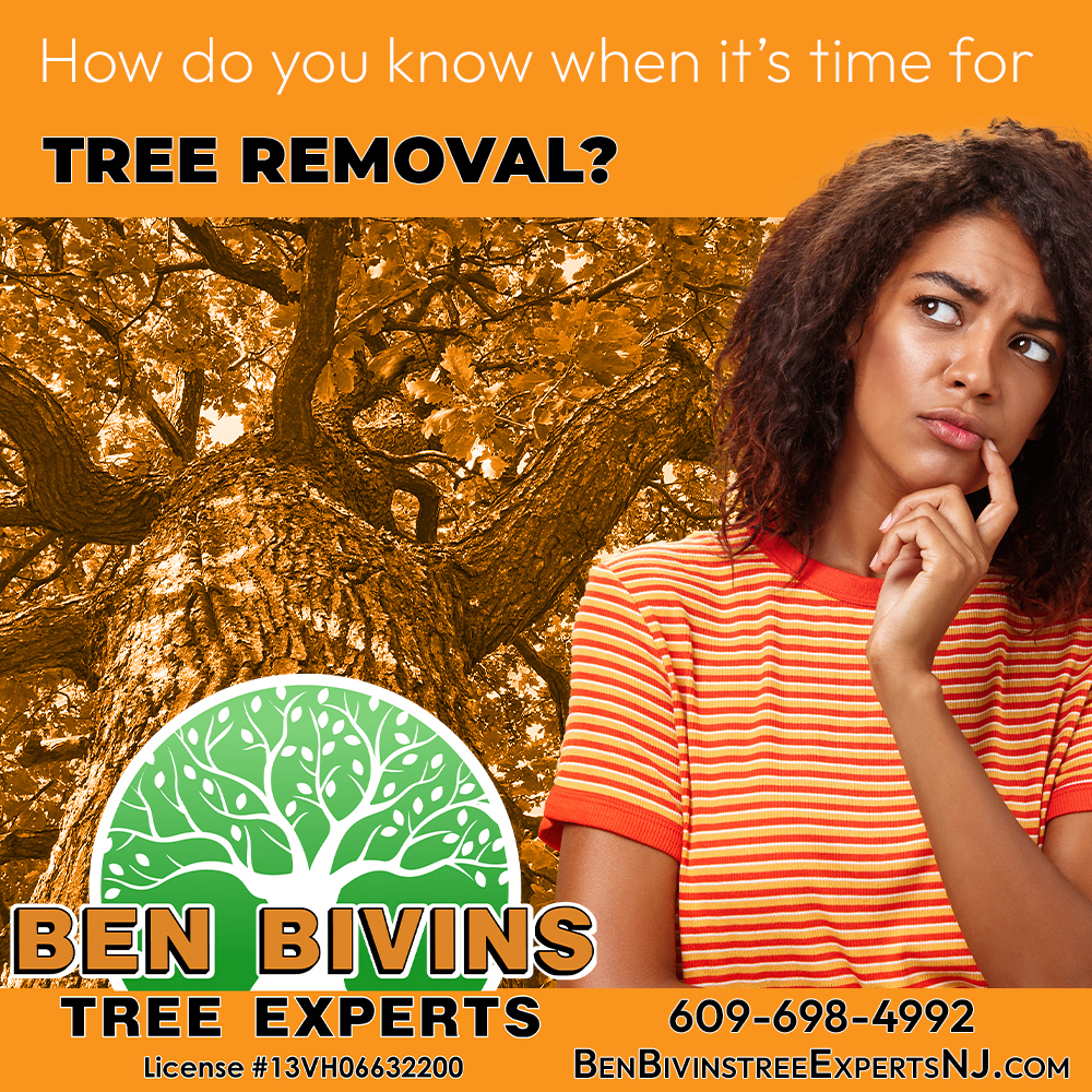 BivinsTree's tweet photo. If you’re noticing signs of decay, it’s better to have it checked soon. We'll assess your trees &amp; give you honest guidance on the next step. Call today. #TreeRemoval #TreeCare #TreeInspection #NJTreeService #PropertyMaintenance #LocalBusiness #TreeExperts #CallNow #HomeownersNJ https://t.co/2myLbwSzpY