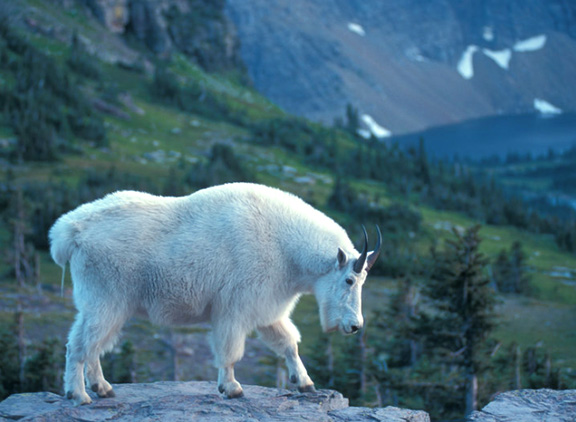 GrrrGraphics 🇺🇸- Ben & Tina Garrison Cartoons tweet media