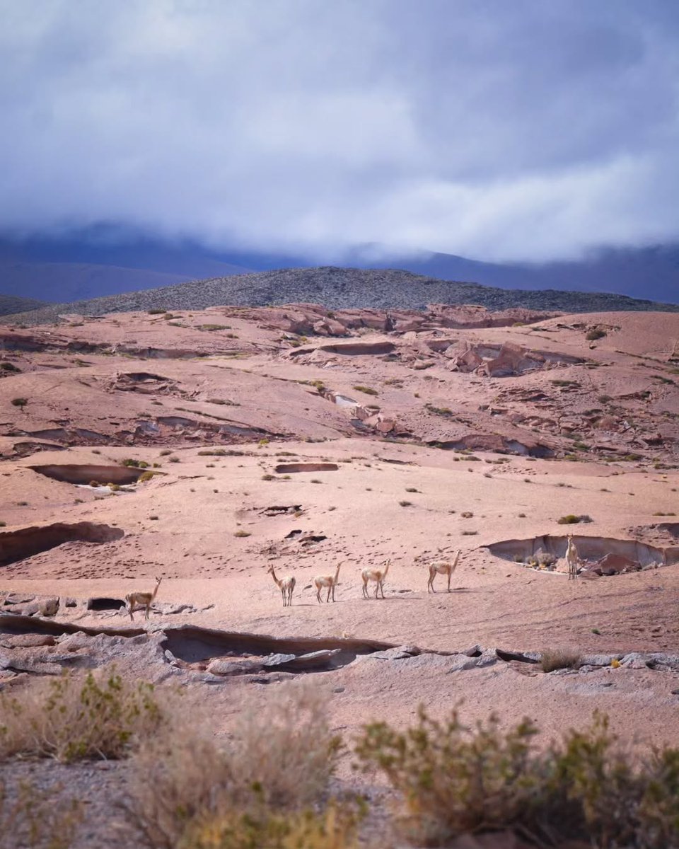 Visit Catamarca tweet media