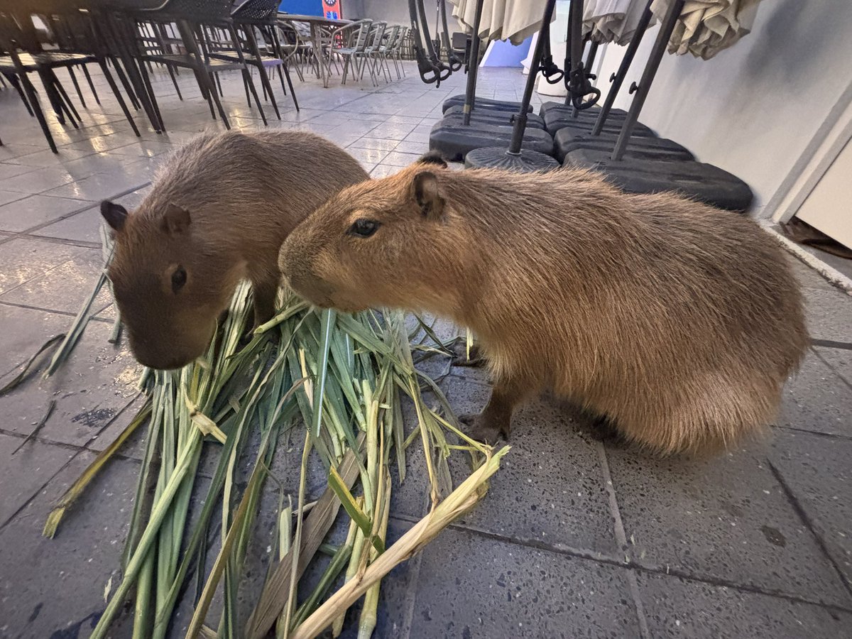 甜不辣𝕄𝕚𝕟🐶 tweet media