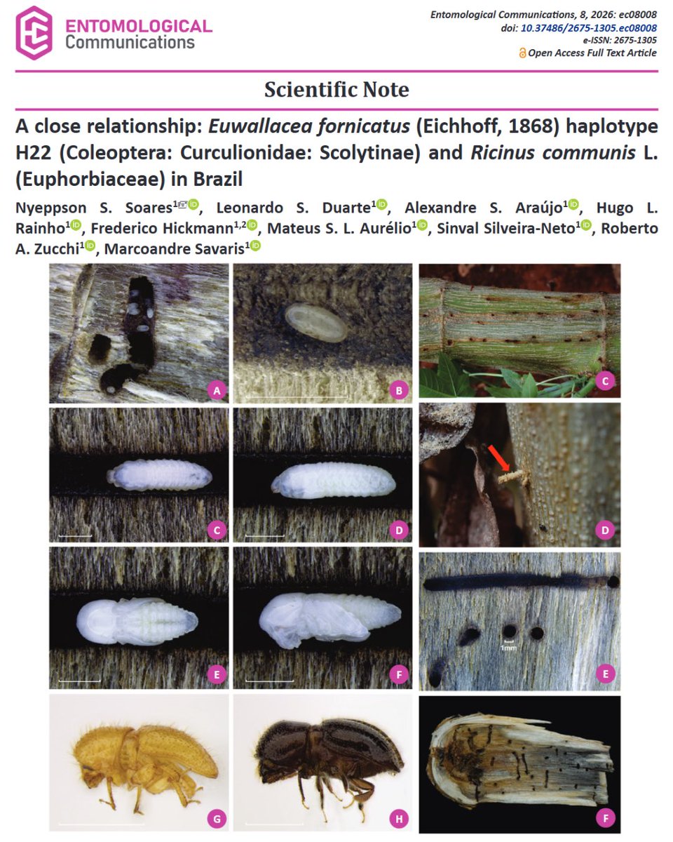 Entomological Communications tweet media