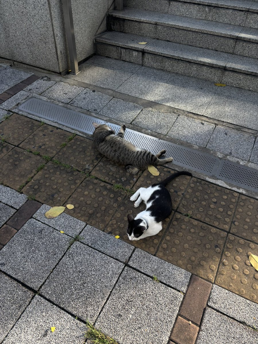 𓈒 ˖ ࣪ 𝜗𝜚 ׅ ۫ tweet media