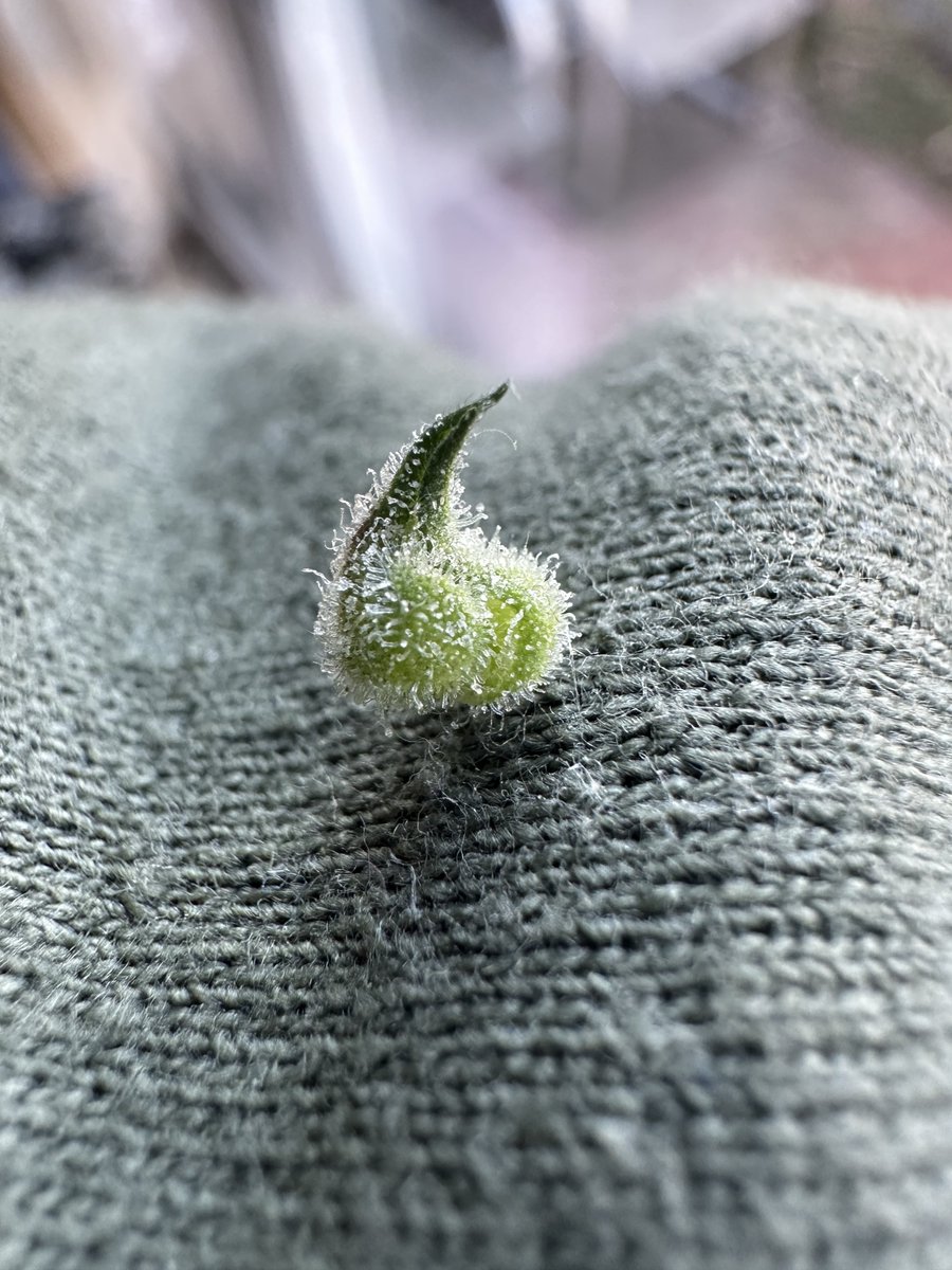 Highly Ganjanous tweet media