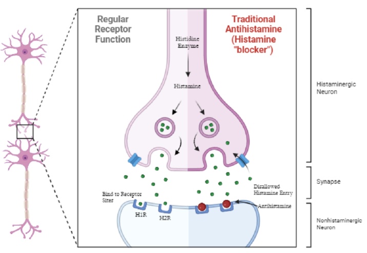 Classifyd_Lolu's tweet photo. Why do some drugs make you sleepy? 💊😴
Histamine in your brain keeps you awake.
Some drugs block it → brain slows down → you feel drowsy.
Same drug, different effect… it’s all brain chemistry. 🧠
#Pharmacology #Neuroscience https://t.co/gYjqrp3v1L