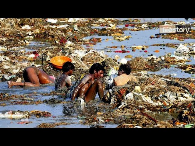 Nifty Hippo tweet media