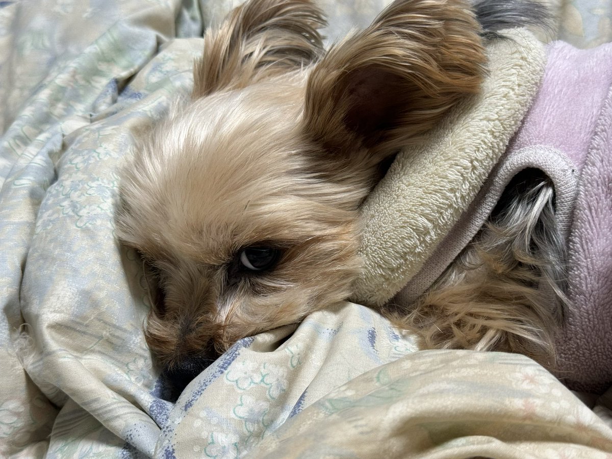 佐倉こうめ🐰4月30日最大級なワンマンライブ@阿倍野ROCKTOWN tweet media