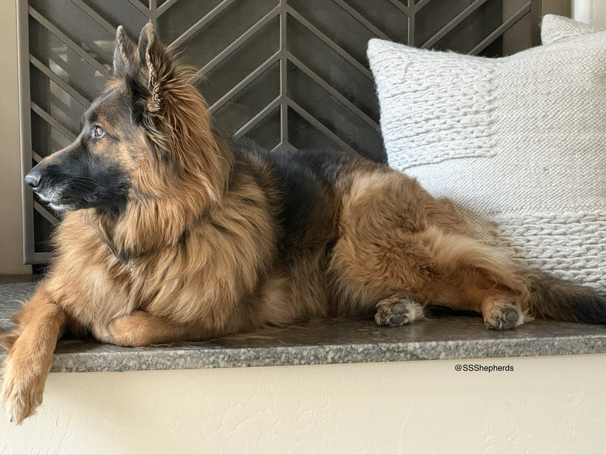 SSShepherds's tweet image. Dear Monday, I’m still trying to decide what I think about you. Please show me something good! #MondayMood