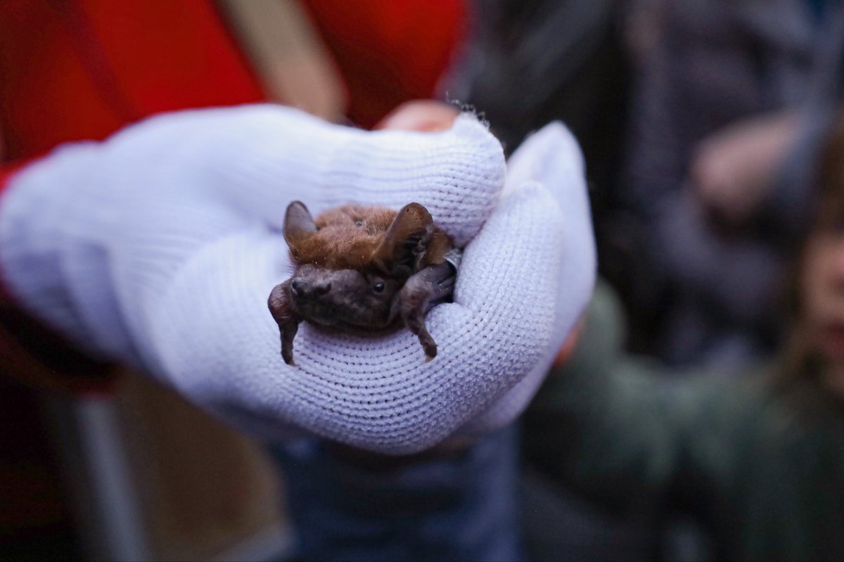 Подивіться яку крихітку сфотографувала під час випуску кажанів від <a href="/bats_ukraine/">Bats Ukraine</a> 🤲🏻