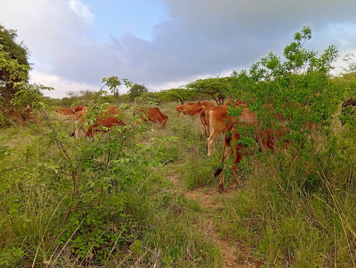 Bushman™ tweet media