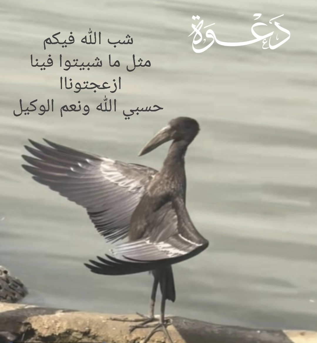 🌼🌼 🇰🇼🌼🌼 tweet media