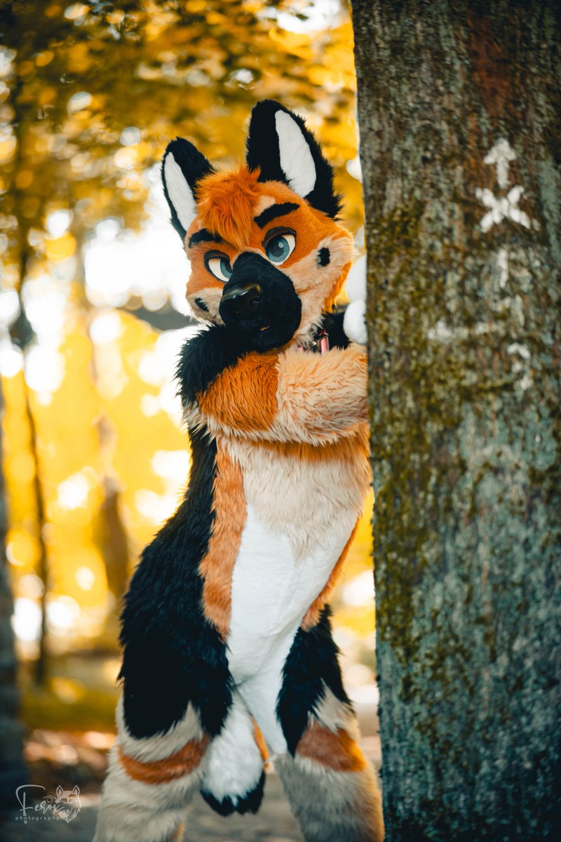 ❤️🐾H.M.S. ひまる 🐾❤️ 🔜 NFC-Furciety 👀 tweet media