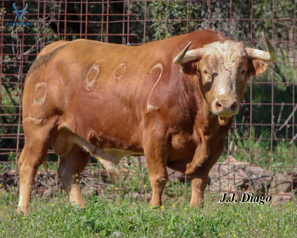 El Toreo Secreto tweet media