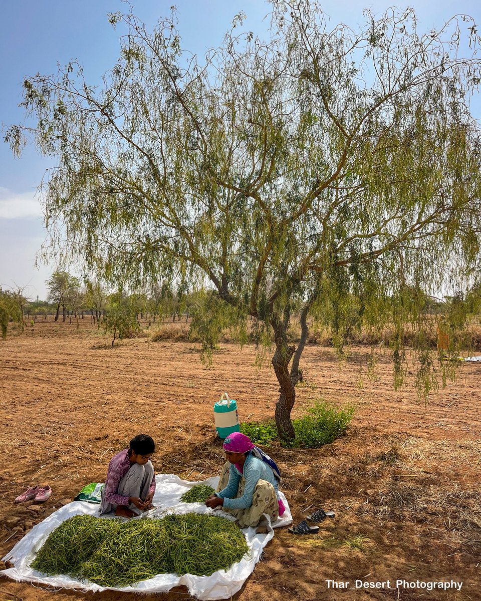 Thar_Desert_Photography tweet media