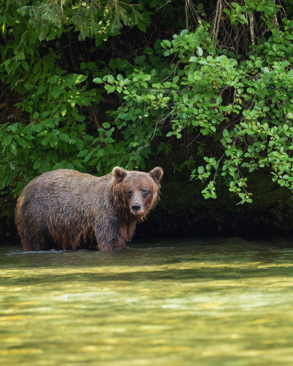 Boreal Conservation tweet media