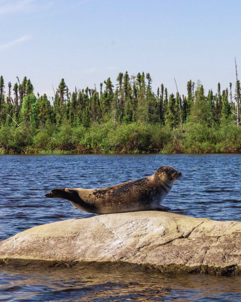 Boreal Conservation tweet media