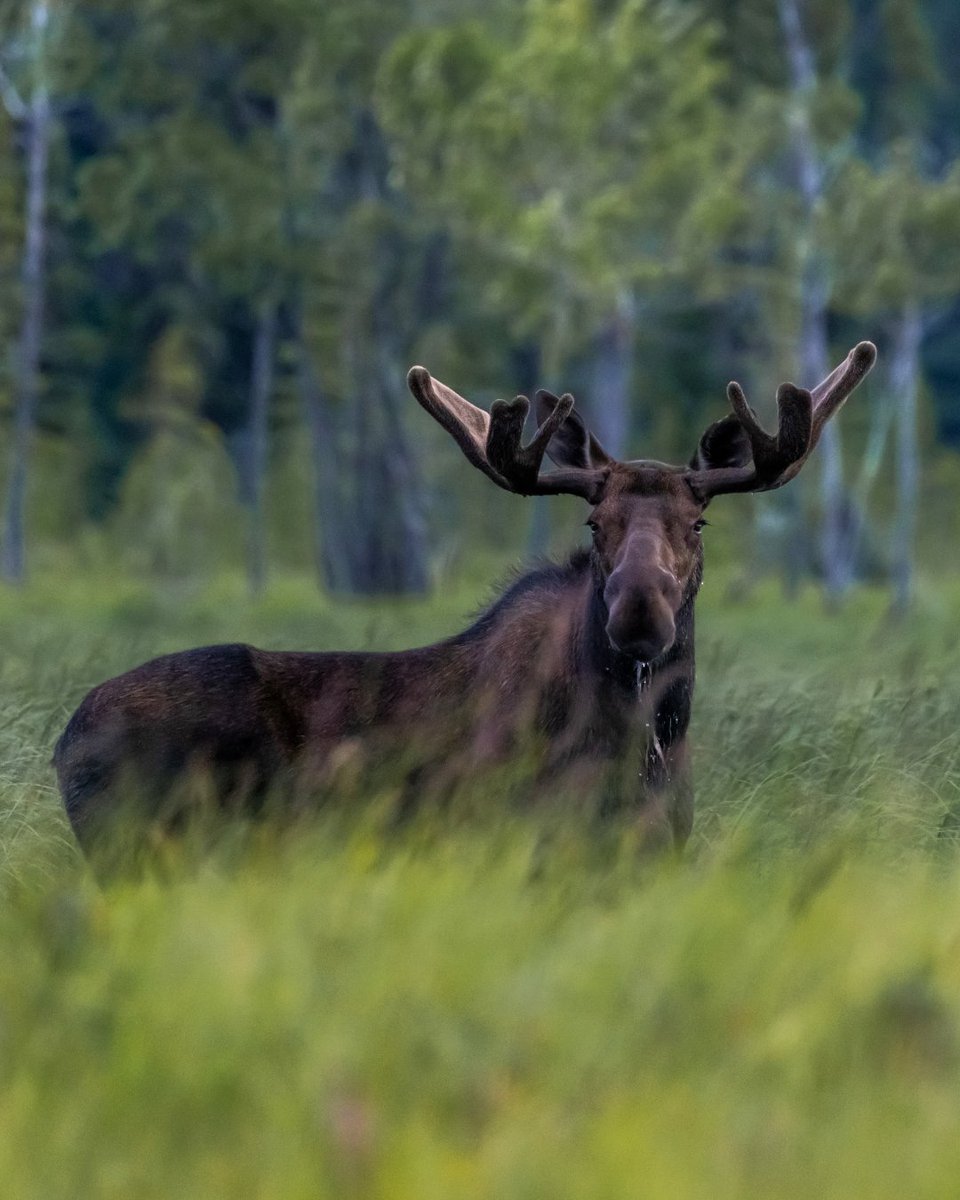 Boreal Conservation tweet media