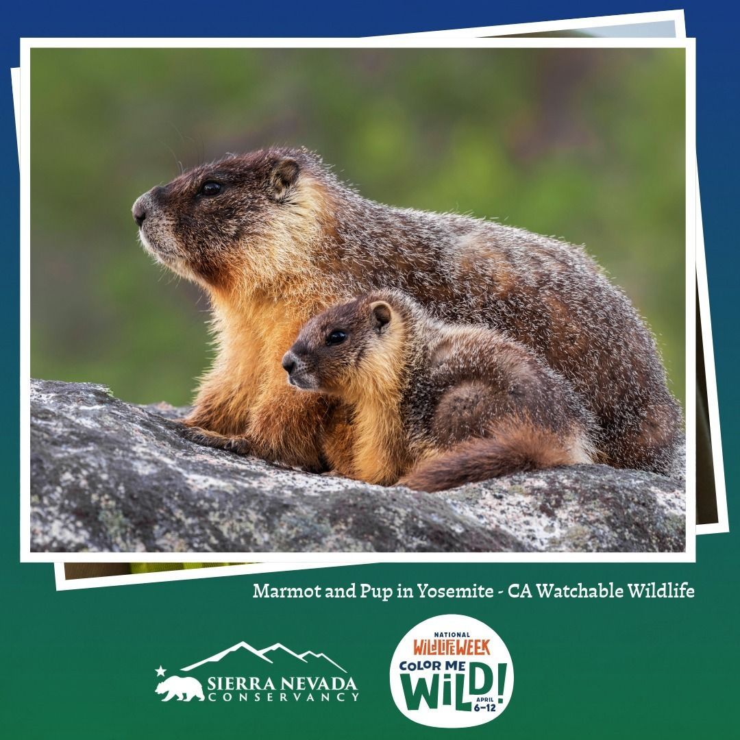 Sierra Nevada Conservancy tweet media