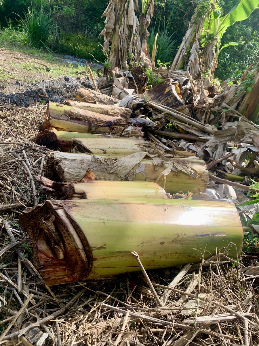 Corey Sweet tweet media